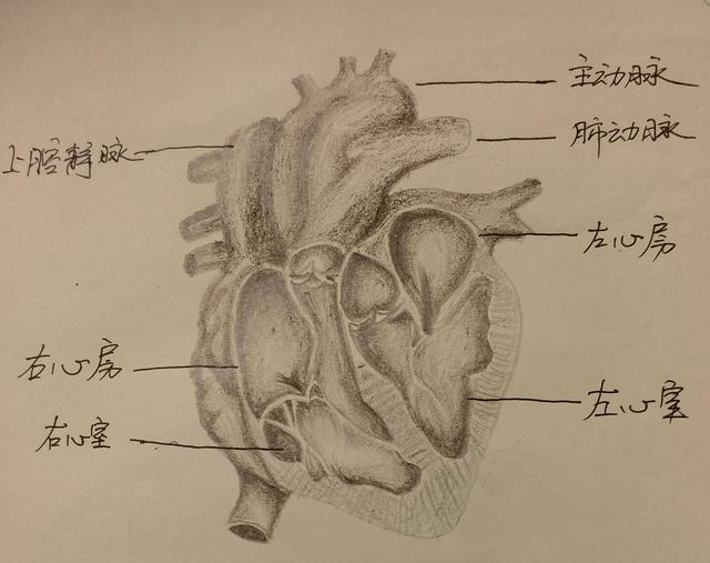 手绘心脏解剖图,清晰展示医学奥秘