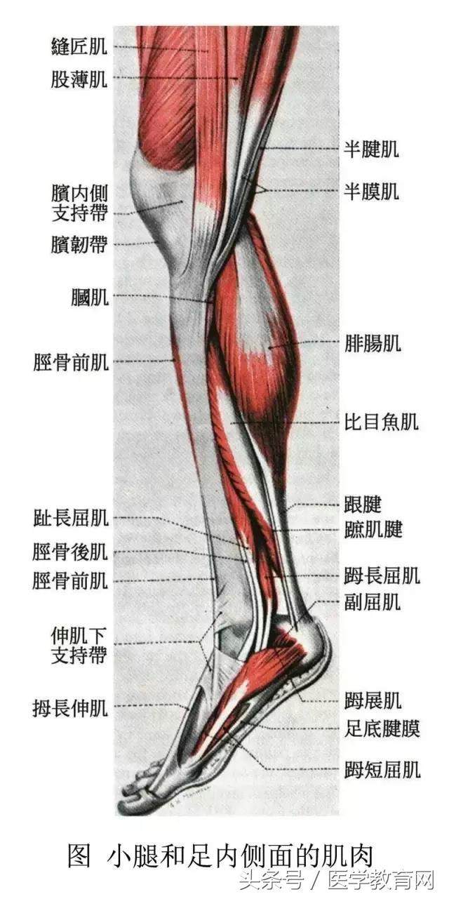 小腿和足内侧面的肌肉