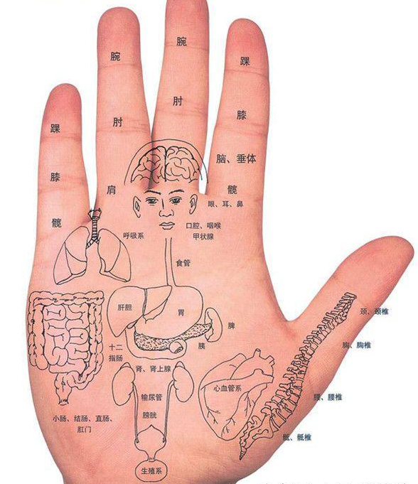 人体的器官,脏器在手掌上对应位置的分布