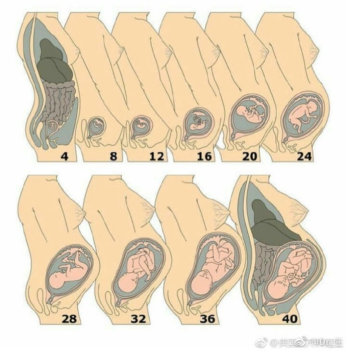 孕期对应下图,可以参考你的baby发育进来自天知道