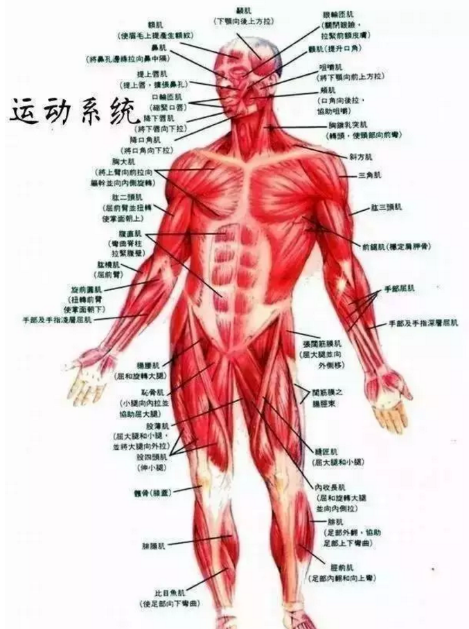 人体运动系统简易图图片